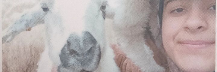 ... banner