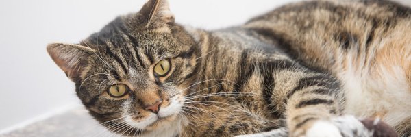 CatsProtection Profile Banner