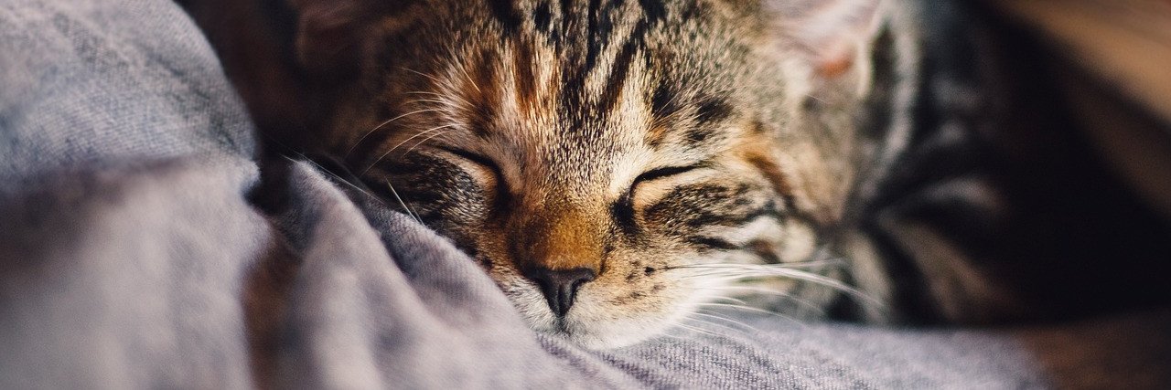 Cats Protection banner