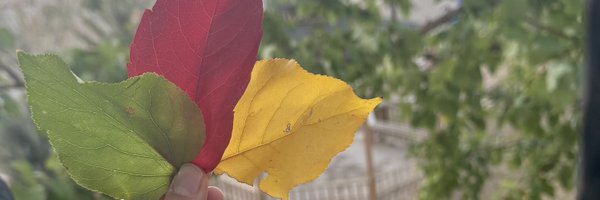 asesdl3065 Profile Banner