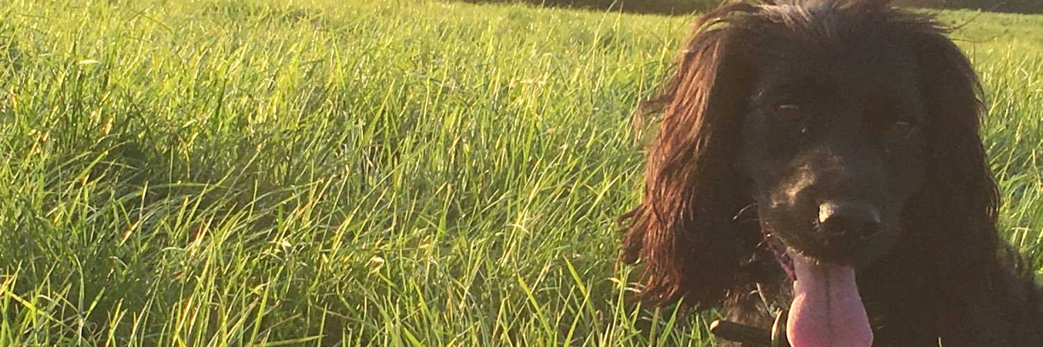 timussmurph's profile banner image