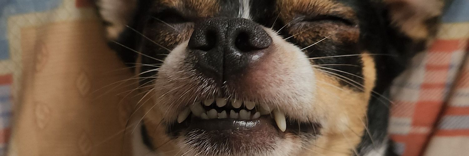 SHRdlcarmen's profile banner image