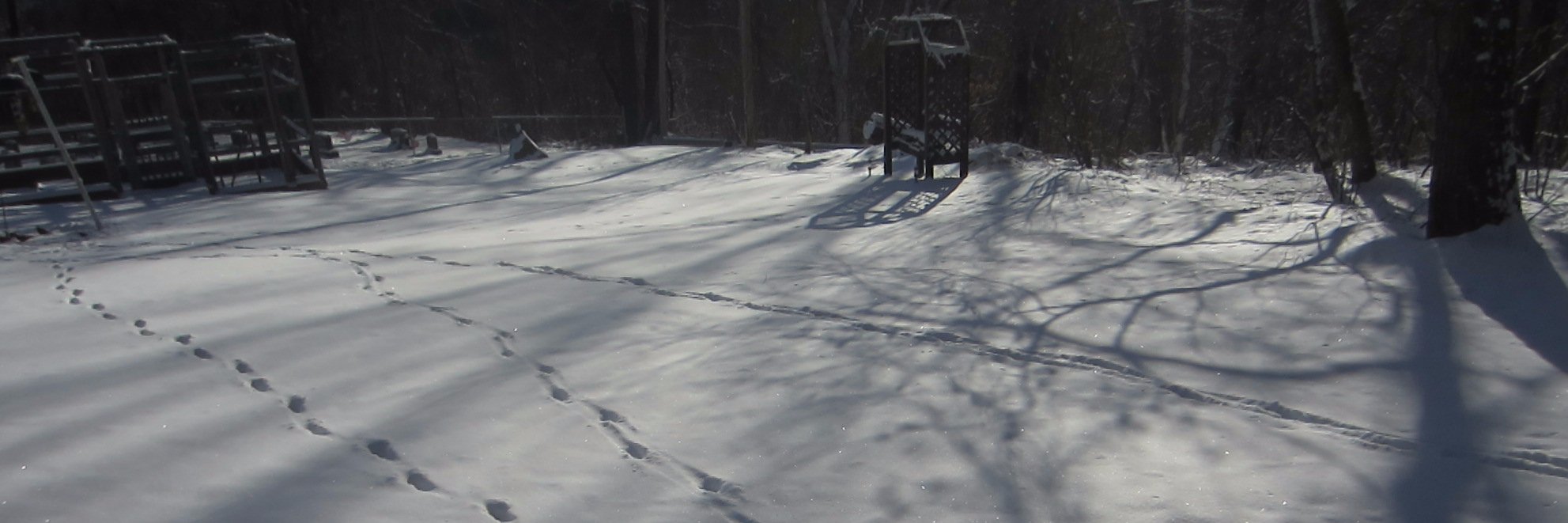 elaine froehlich banner