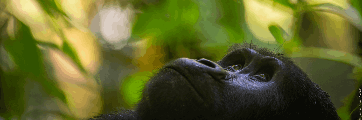 wwf_uk's profile banner image