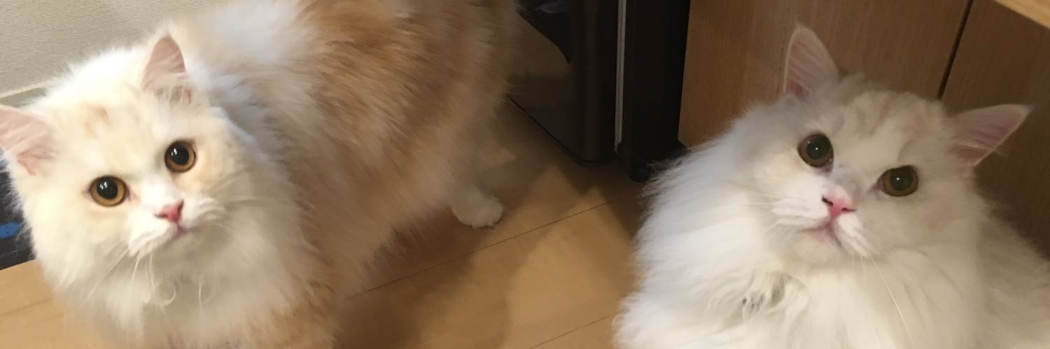nekomimaru's profile banner image