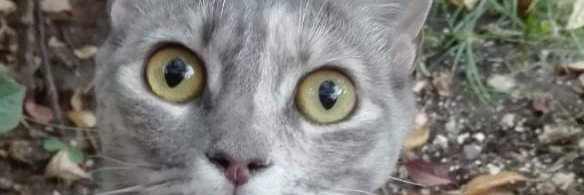 david_jes's profile banner image