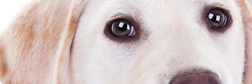 myfluffydogs's profile banner image