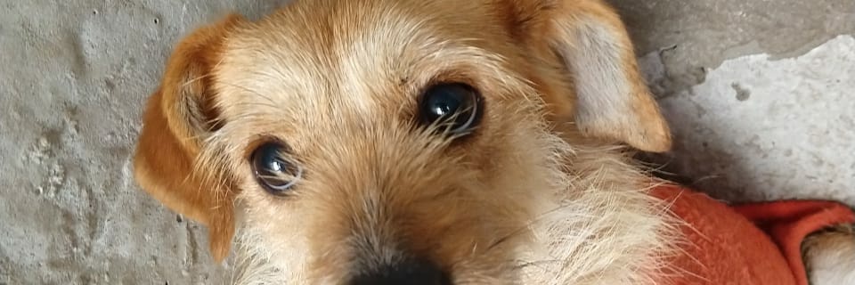 sdocampo's profile banner image