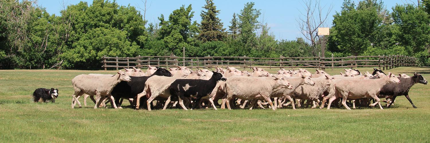 Fort Saskatchewan Record banner