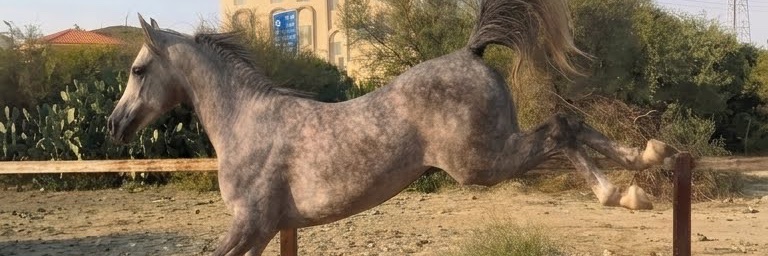 OD_G_'s profile banner image