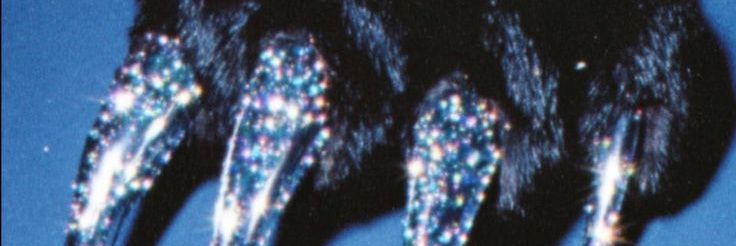 Lopes1nh4's profile banner image