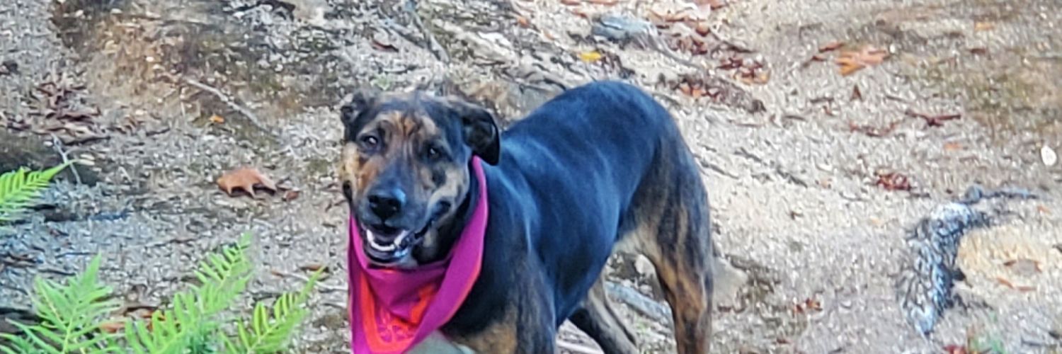 Sydney (She/They) banner