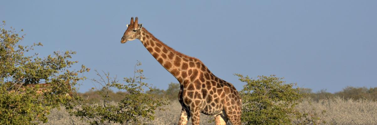 trinahjoel's profile banner image
