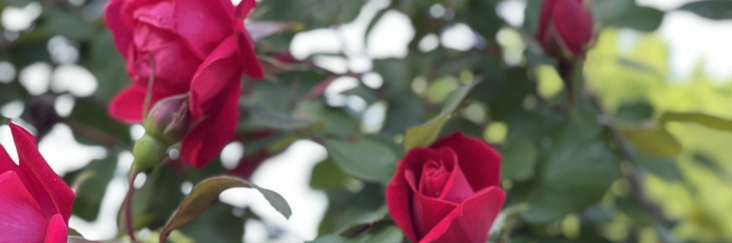 GraingerGirl's profile banner image