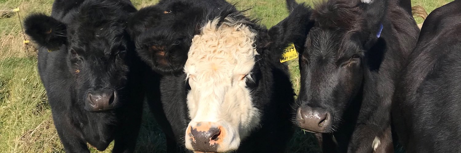 Reality Always Bats Last - Always banner