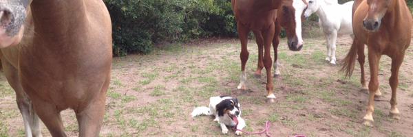 pamwiselogel Profile Banner