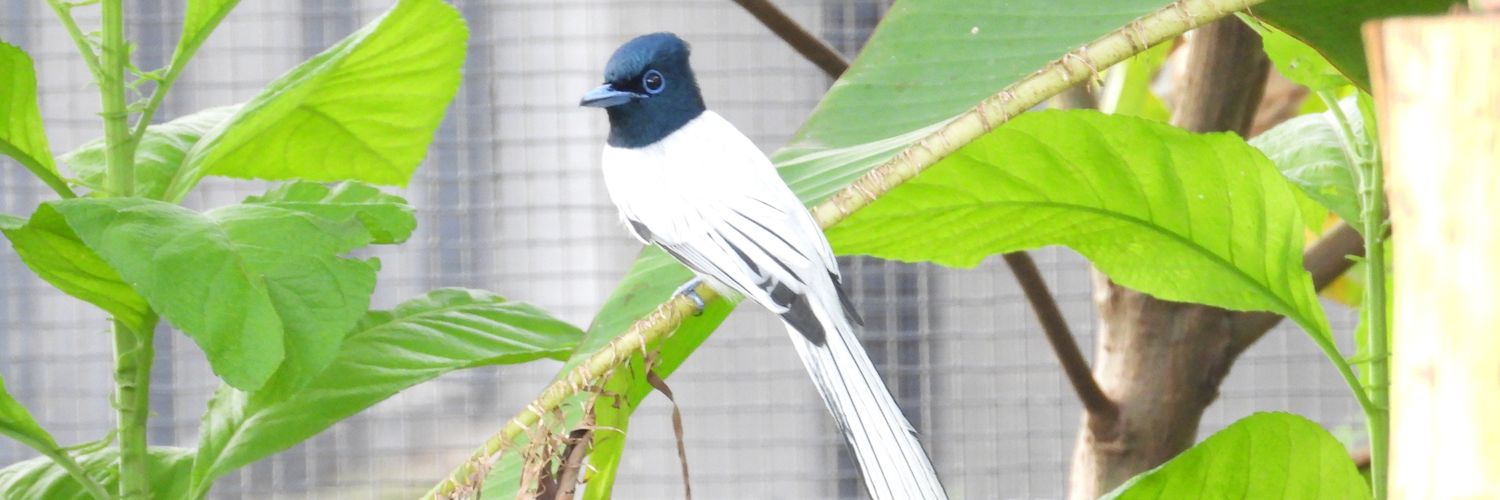 Conserving Wildlife banner