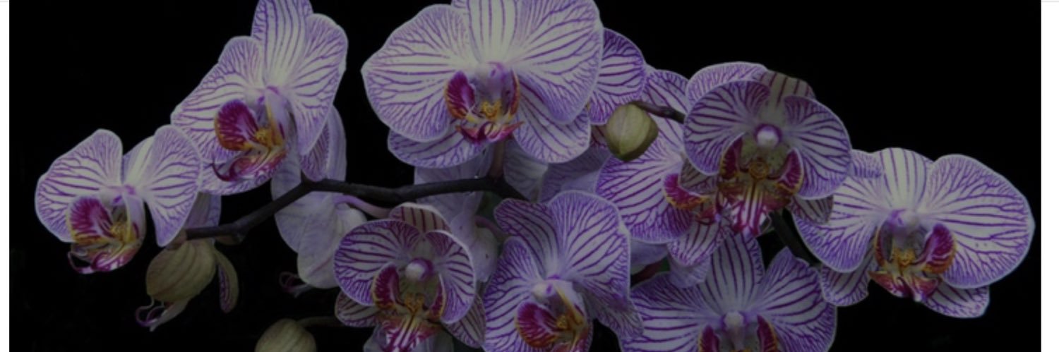 _thaTibster's profile banner image