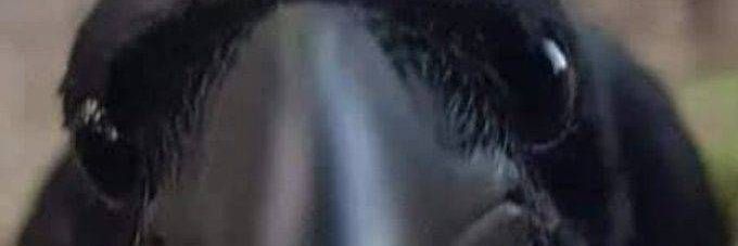 Crow 🚂🐦‍⬛ banner