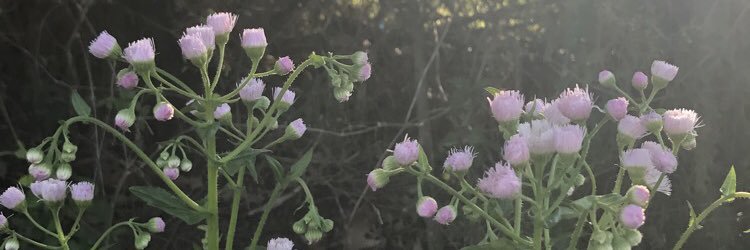 rach_cstn's profile banner image