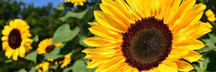 mpsosal's profile banner image