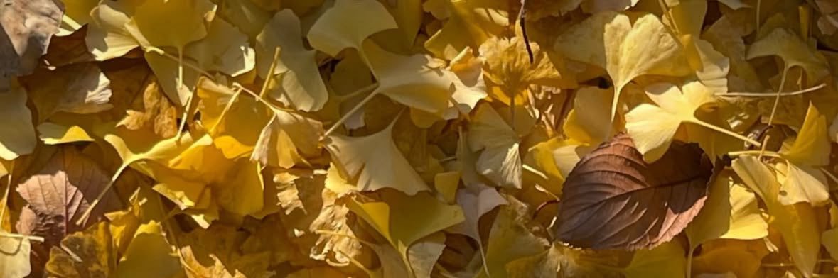 カフェイン banner