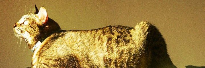 sergioplazadev's profile banner image