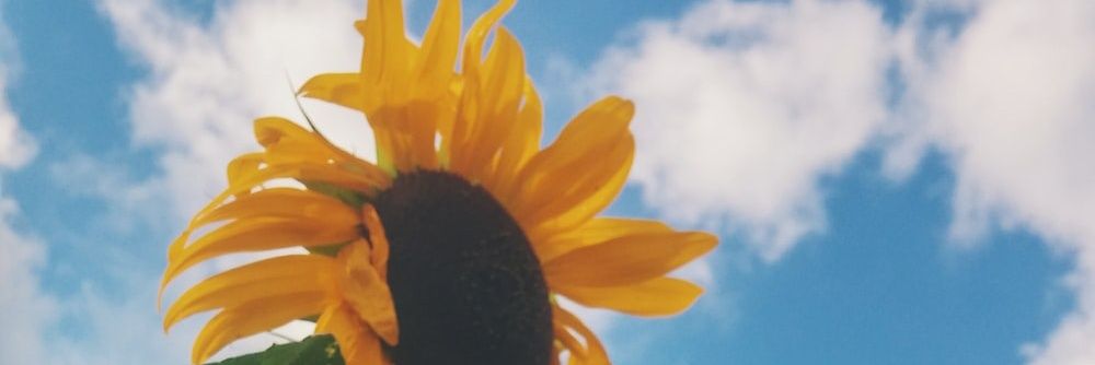 Chiocolate__'s profile banner image