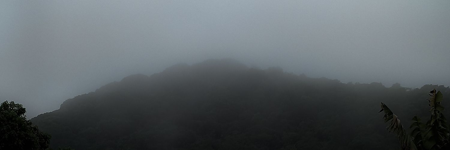 🌲 V. Ferient 🌲 banner