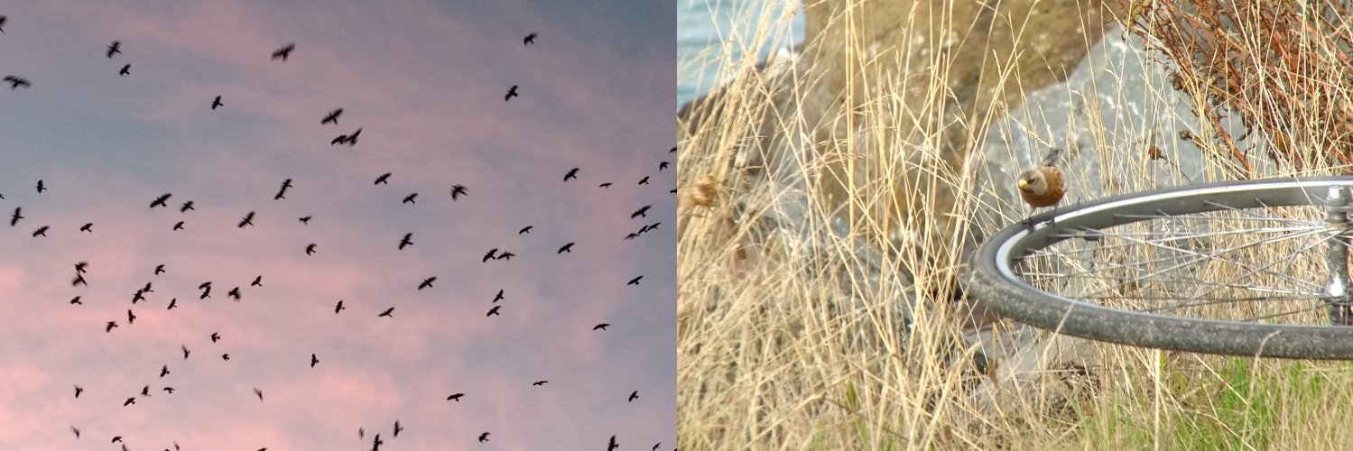 dlslager's profile banner image