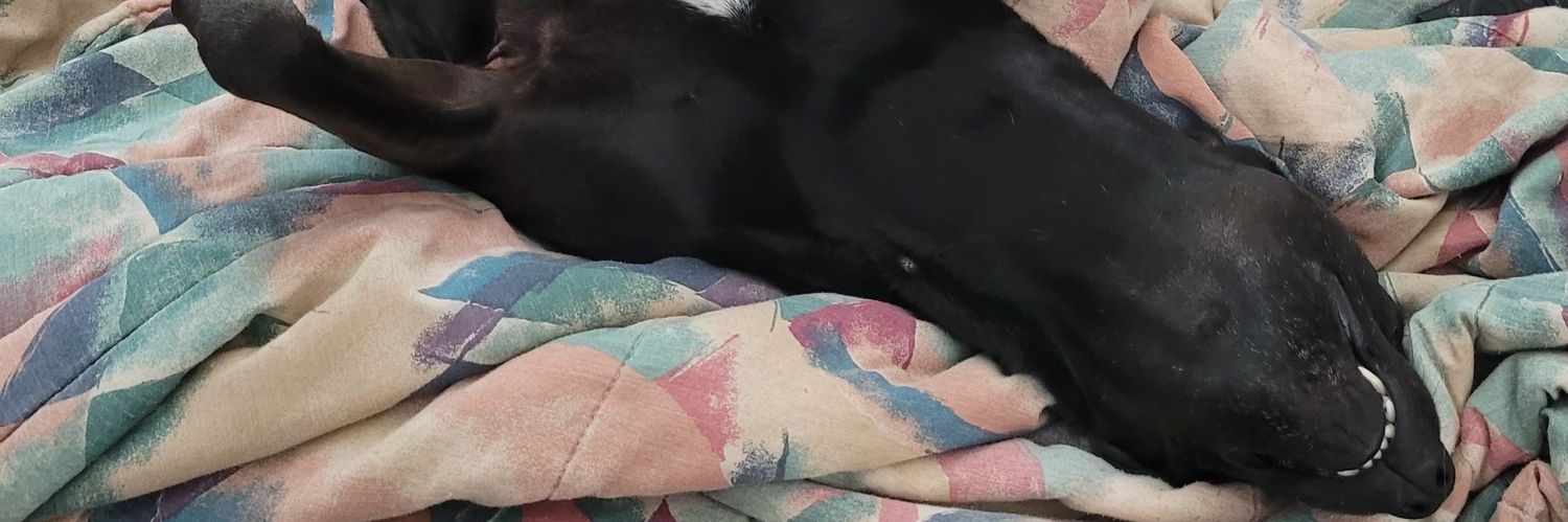 steveorteg's profile banner image