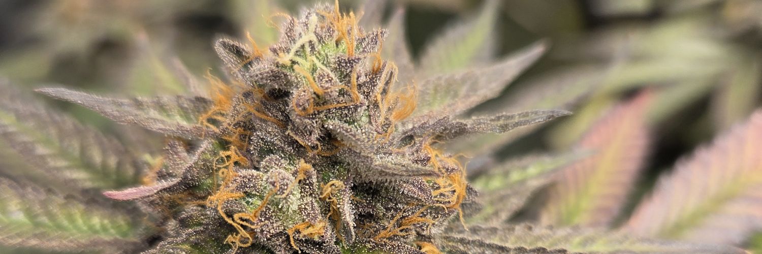 GrowingWithTechno banner