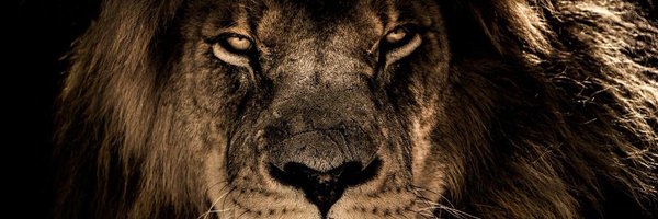 HamlingHeaven Profile Banner