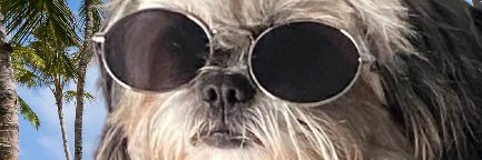 EWOK banner