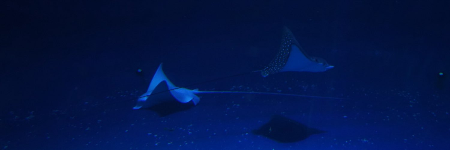 𝙆𝙄𝙍𝙄 banner