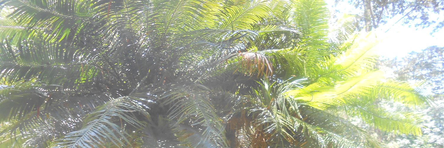 skazoora's profile banner image