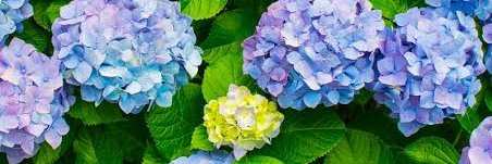 葵葉@RUNTEQ73期C banner