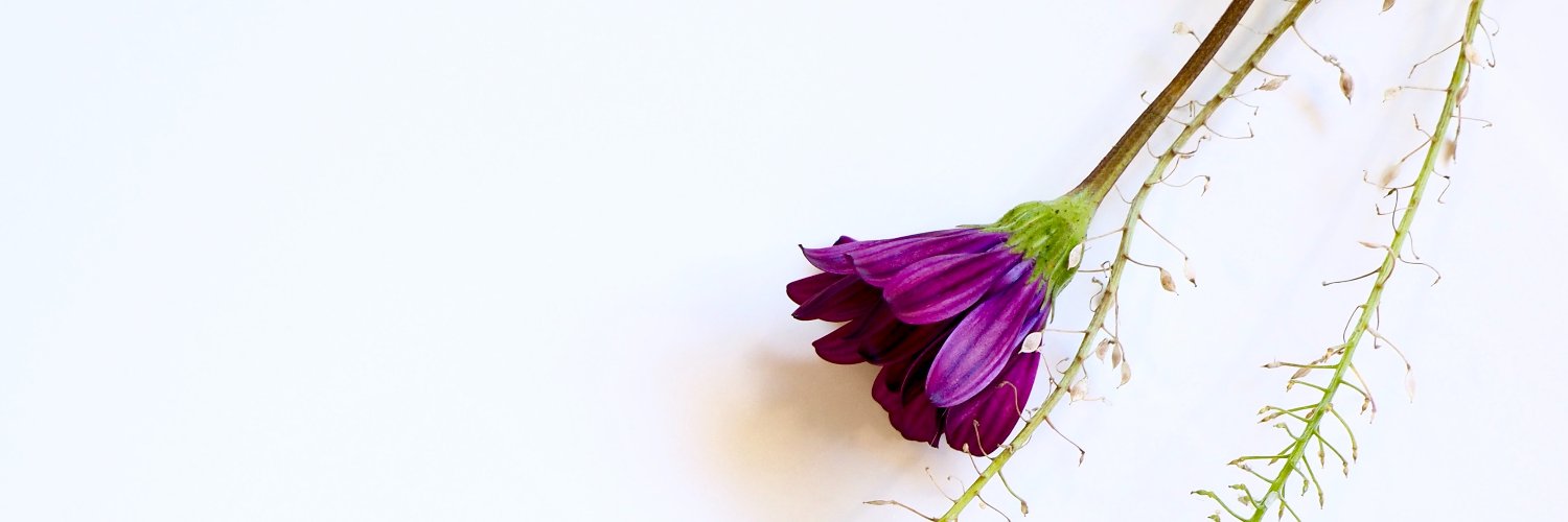 plenoser's profile banner image