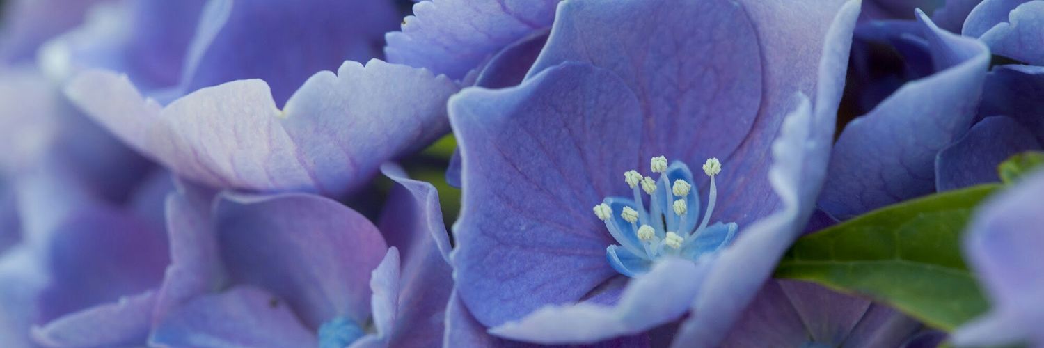 Irus777's profile banner image