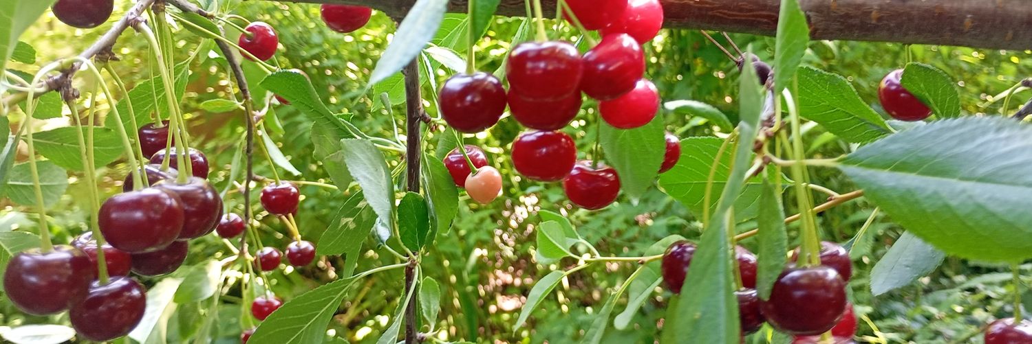 Xypheri Capella banner