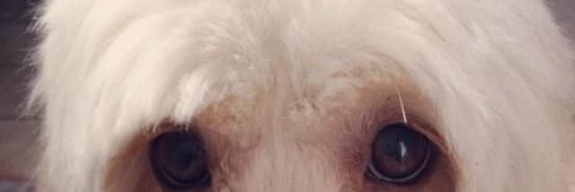 StephanyAcev's profile banner image