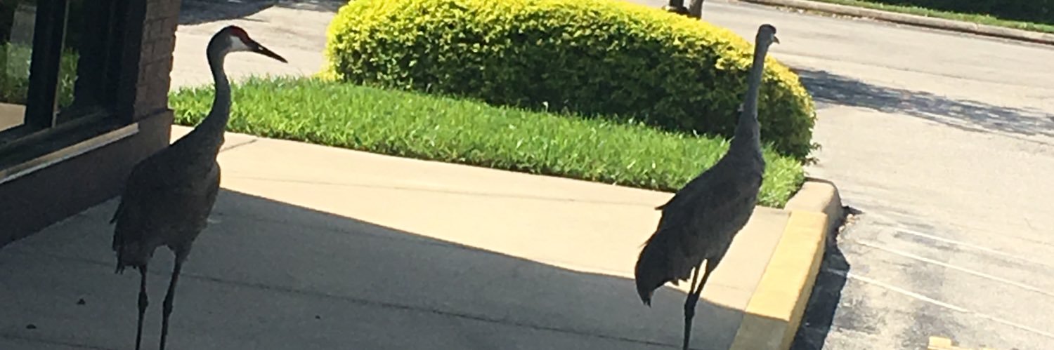 Nicholas Morgan banner