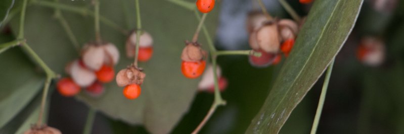 Juniper_breze's profile banner image