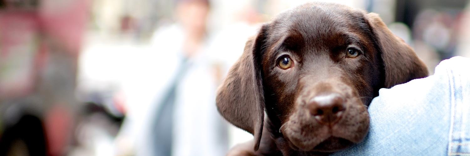 thedogist's profile banner image