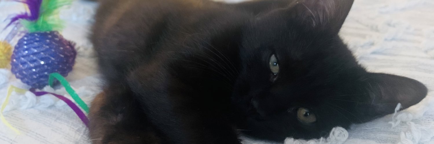 Lizzilives's profile banner image