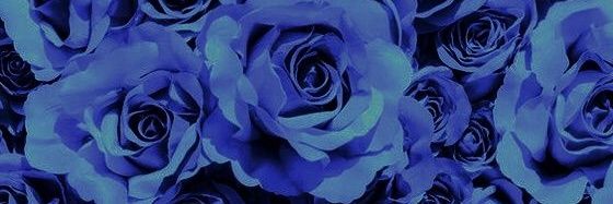 ada_nikniki's profile banner image