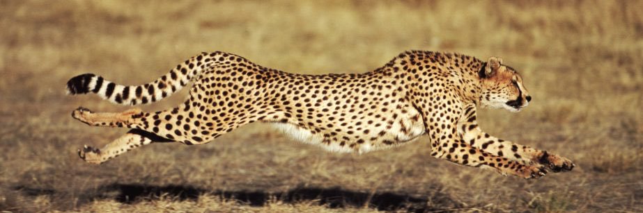 Kaspa the Cheetah banner