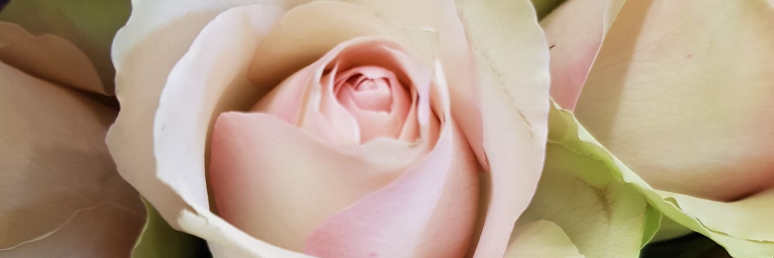 faerynuff's profile banner image