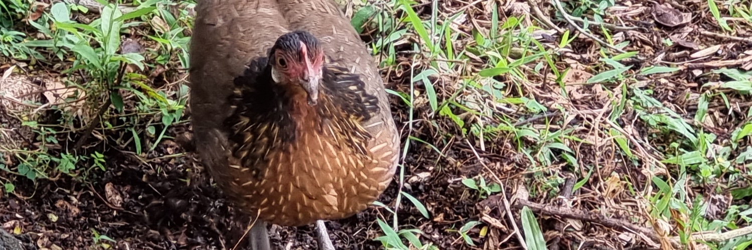 Newguyplaying2 banner