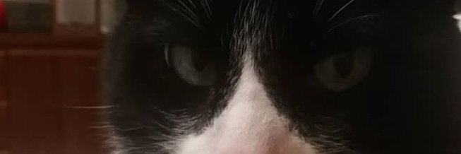 Cat- Carme Tomàs. banner